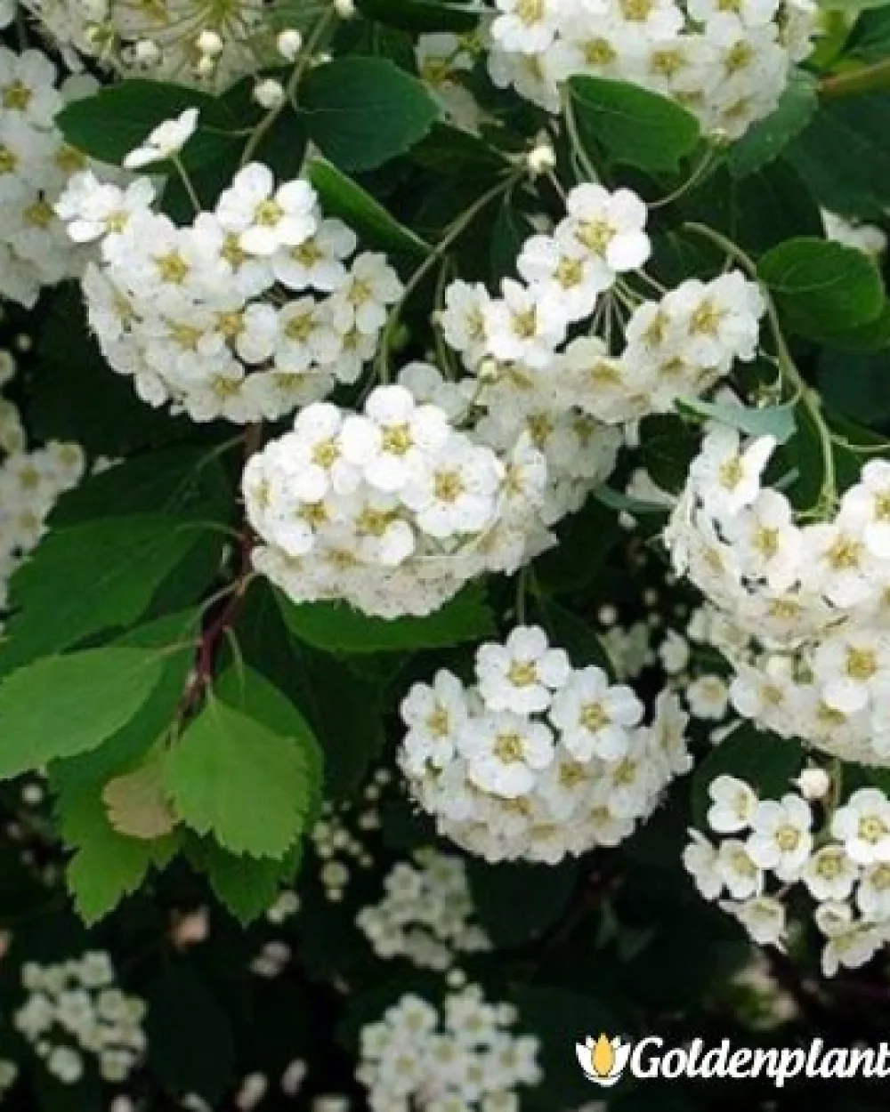 Майски сняг, спирея