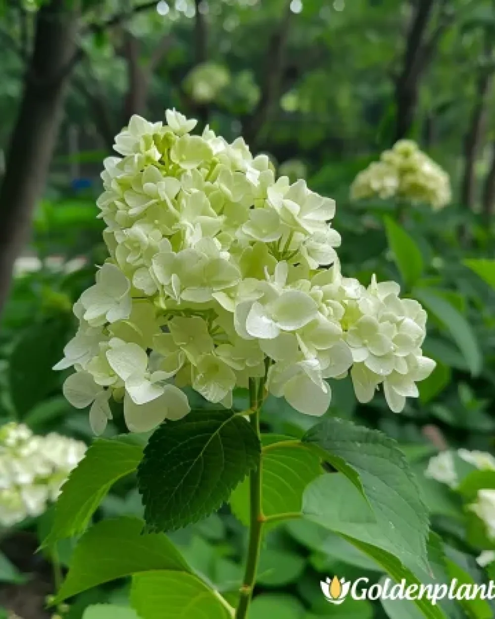 Херкулес · хортензия