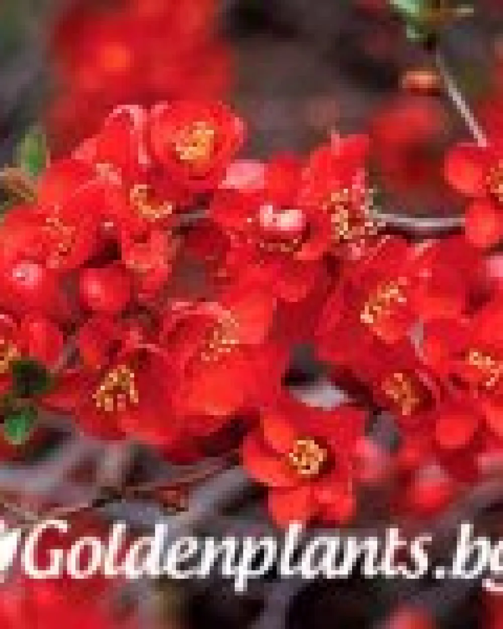 Японска дюля Crimson and Gold · декоративен вид
