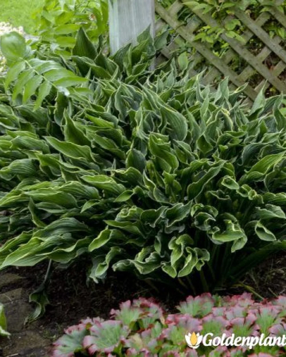 Хоста: Молещи се ръце