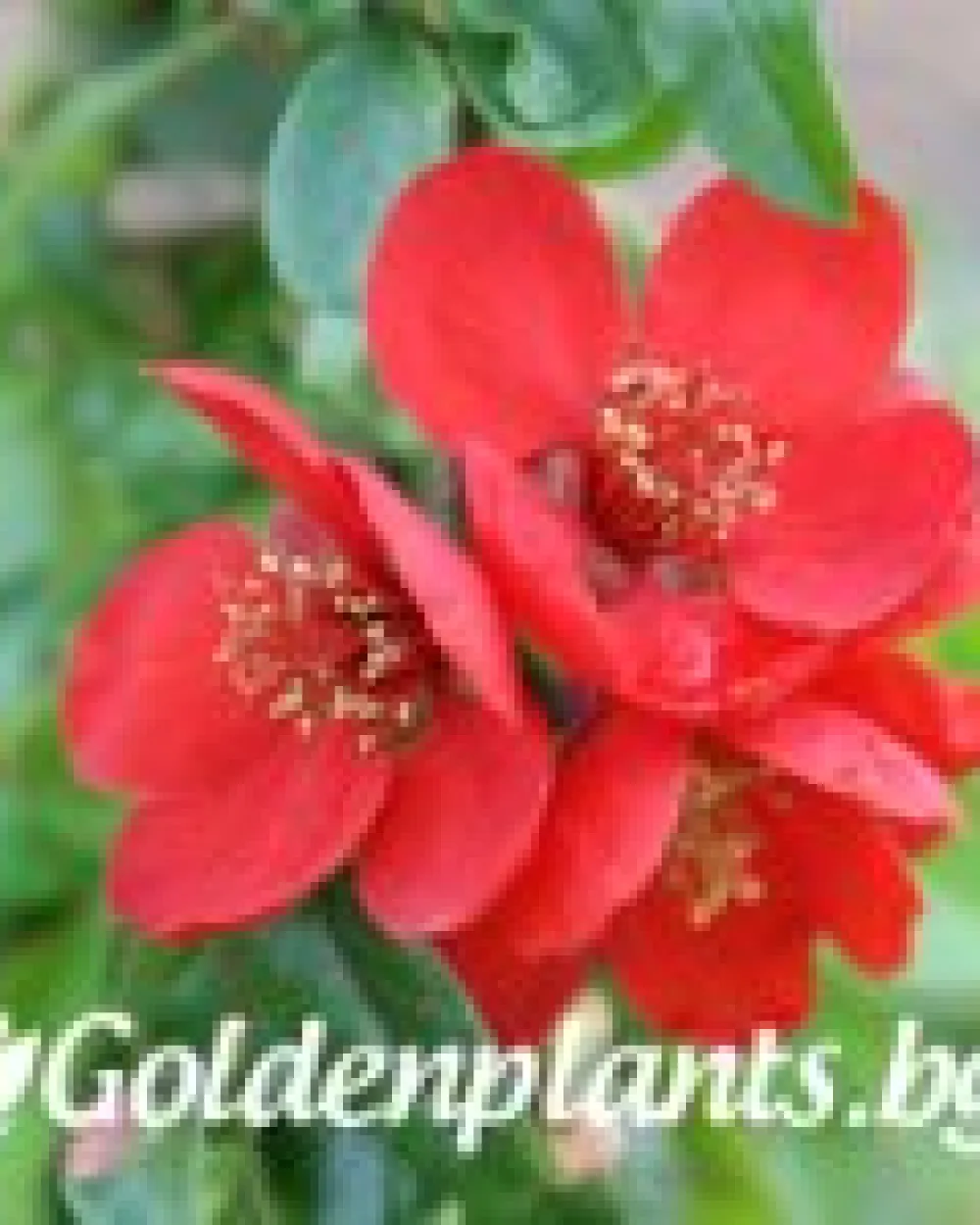 Японска дюля Crimson and Gold · декоративен вид