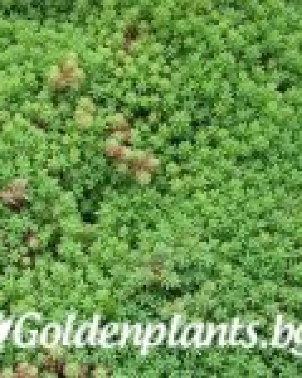 Седум green carpet зелен · растение за двора