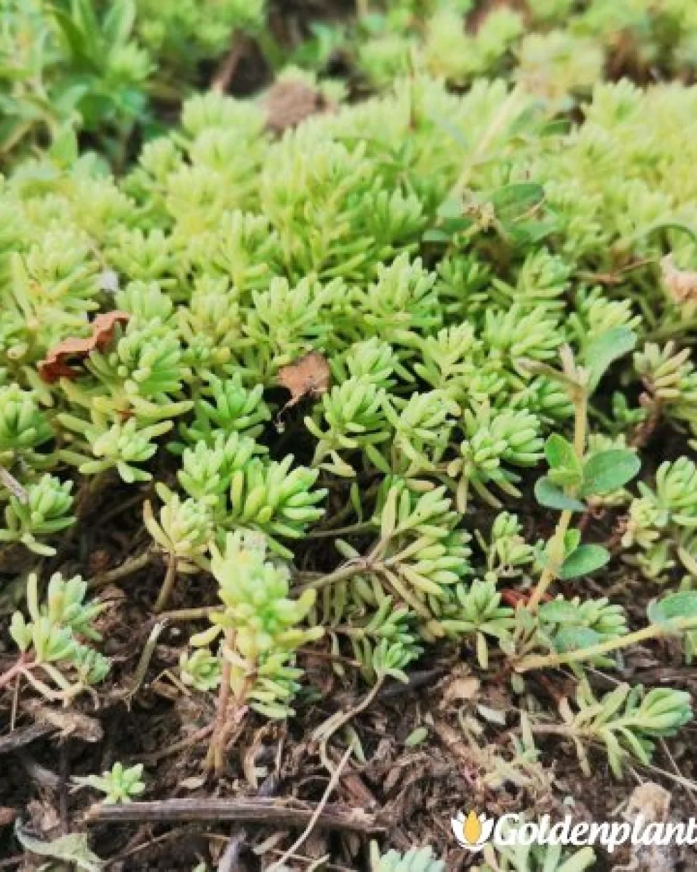 Седум green carpet зелен · растение за двора