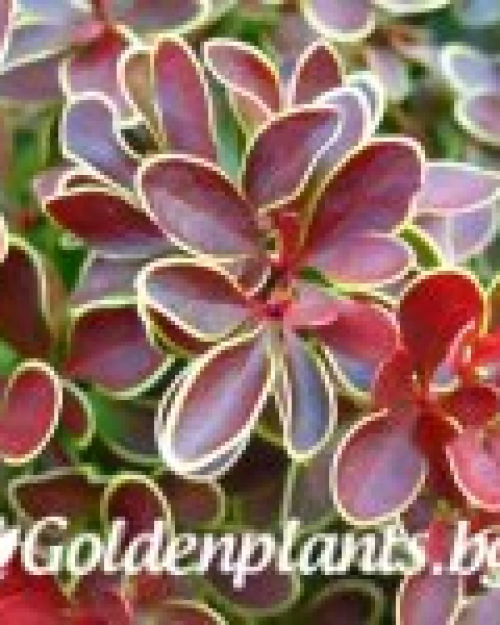 Берберис Golden Ring - 10-15 см · растение за плет