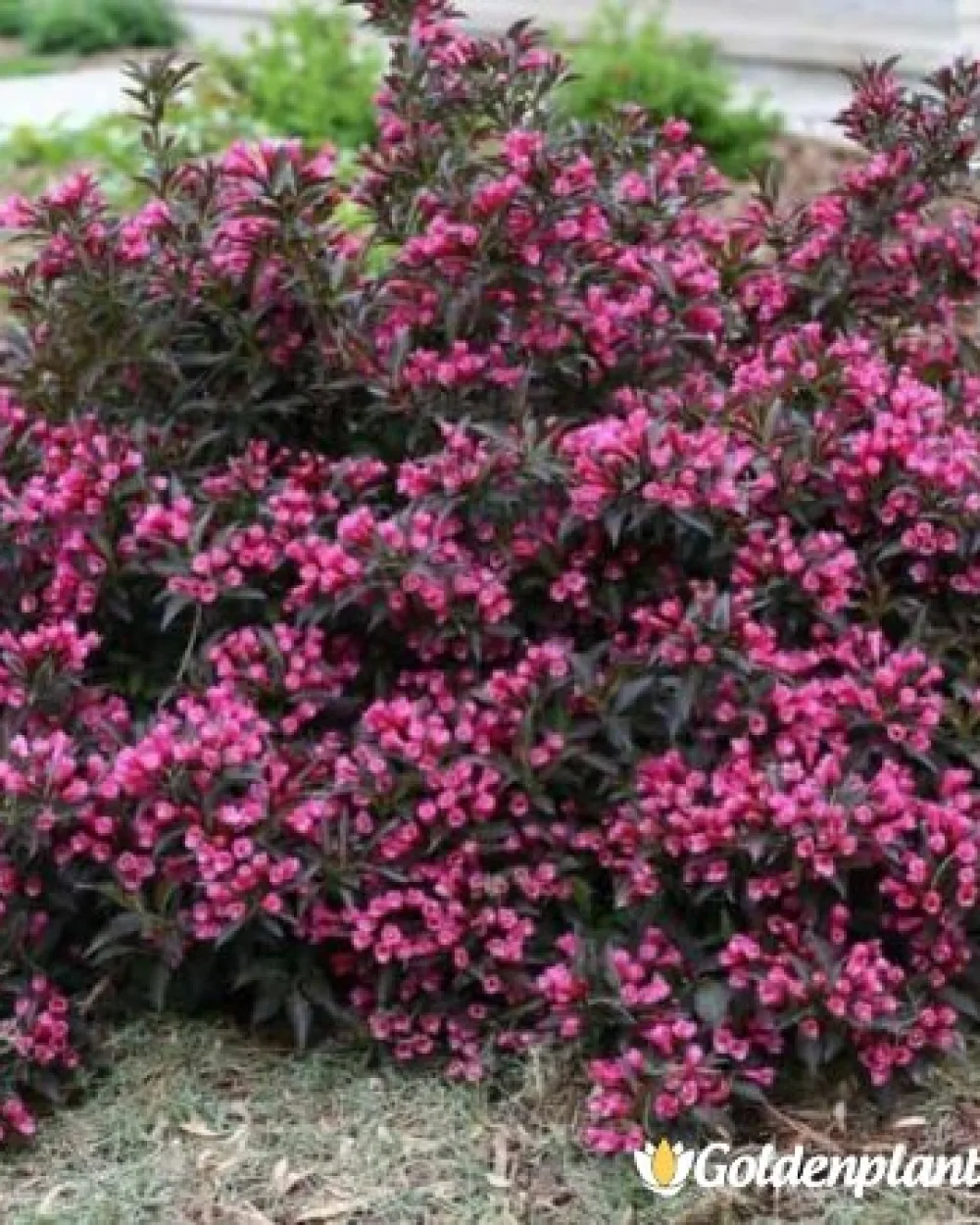 Вайгела florida Purpurea · декоративен вид