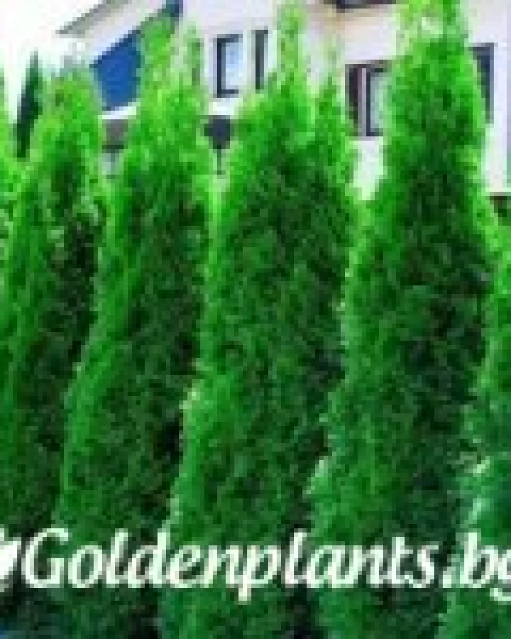 Западна туя malonyana 30-40см · декоративен вид