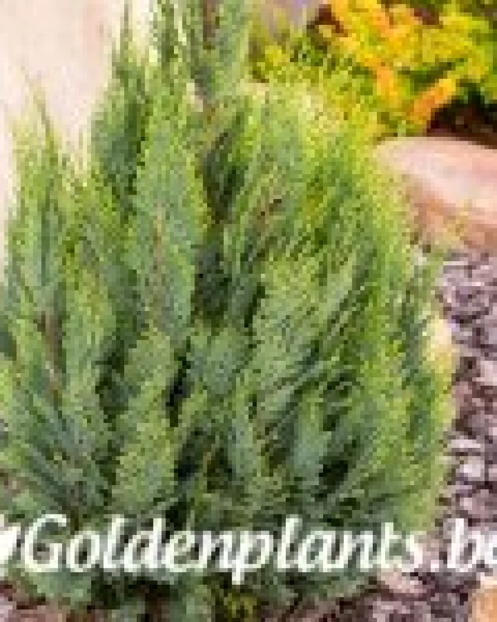Лъжекипарис Ellwood and ’s Gold · декоративен вид