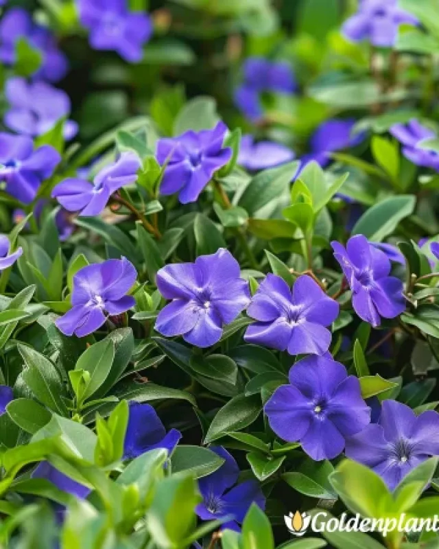 Ла Грав · винка малка
