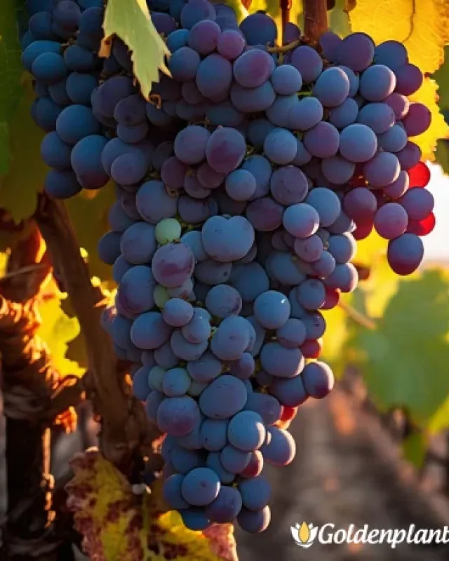 Лоза сорт Каберне Фран /cabernet franc/- Средно късно зреещ · лоза