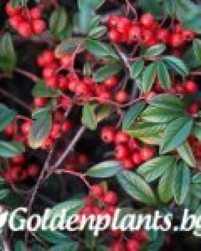 Котонеастър Salicifolia · растение за плет