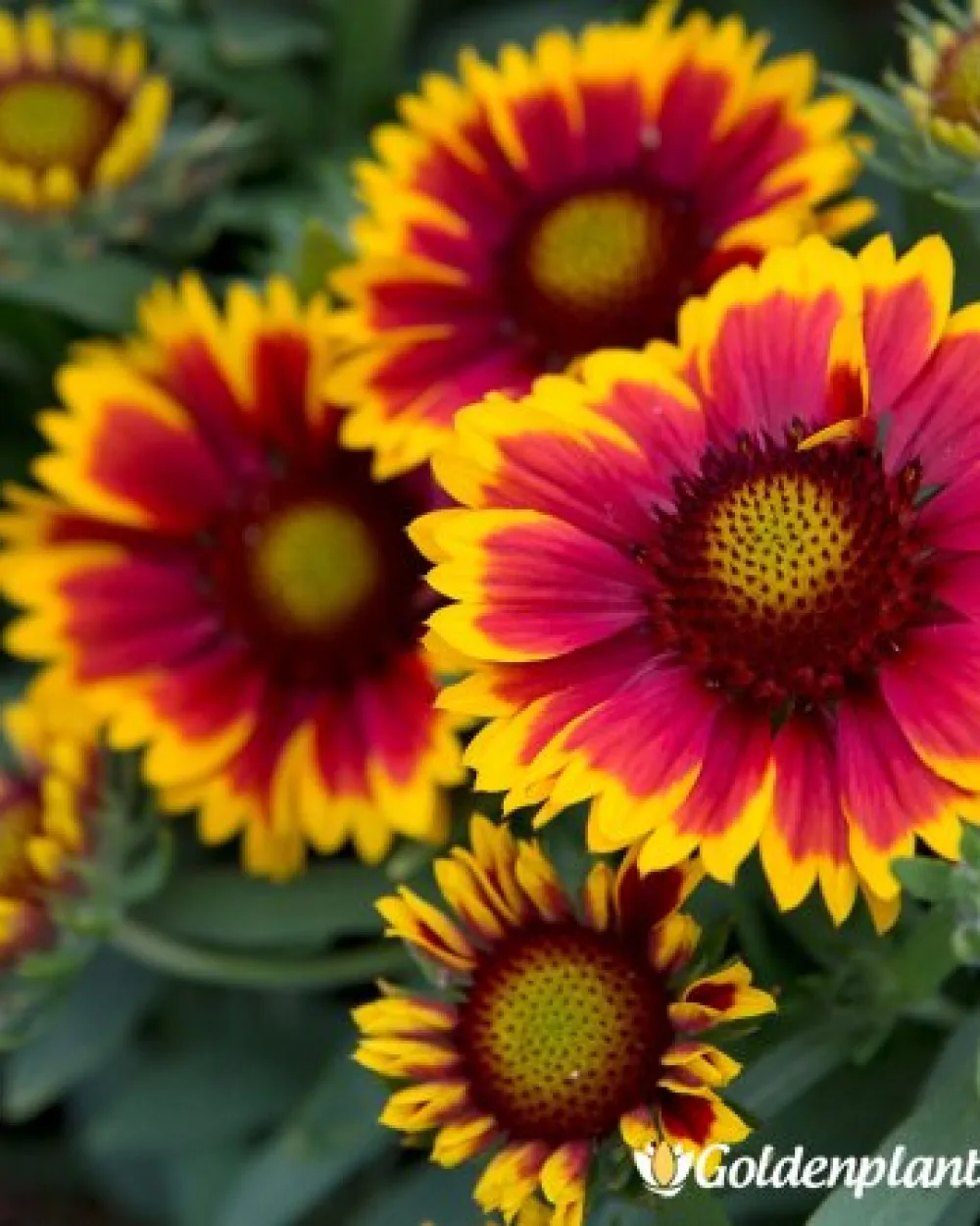 Гайлардия оранжева / Gaillardia · цвете за леха