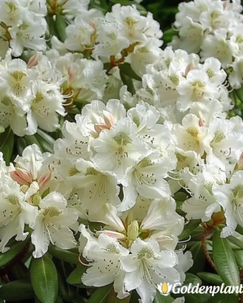 Рододендрон: Панда