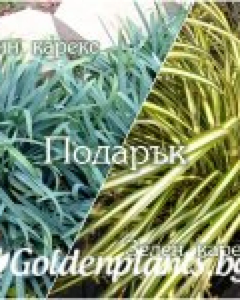 Колекция Декоративни треви - 5 бр. на промоционална цена + подарък 2 бр. · декоративен вид