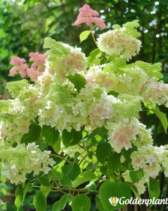 Грандифлора, хортензия
