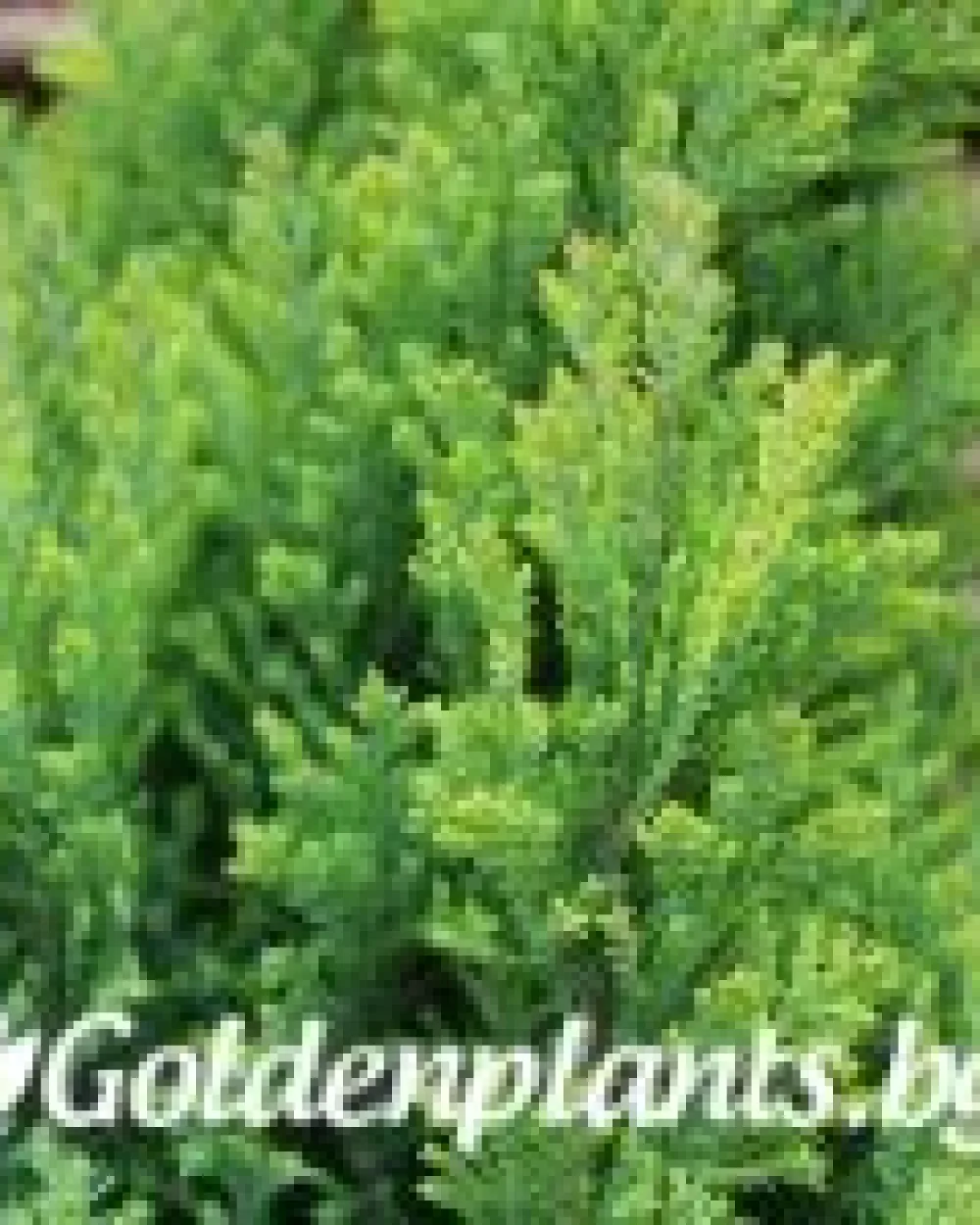 Лъжекипарис Ellwood and ’s Gold · декоративен вид