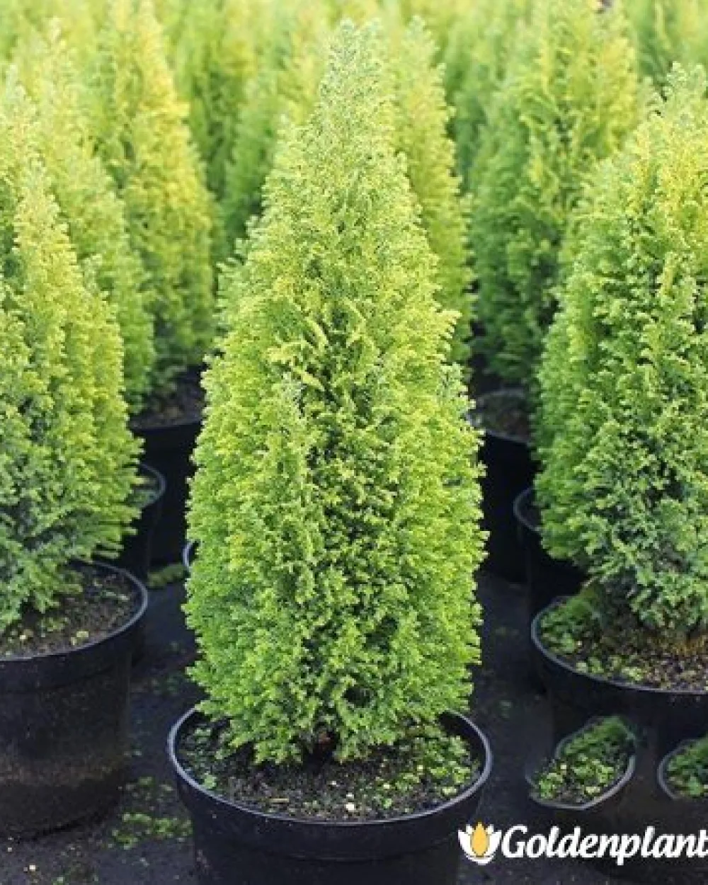 Лъжекипарис Ellwood and ’s Gold · декоративен вид