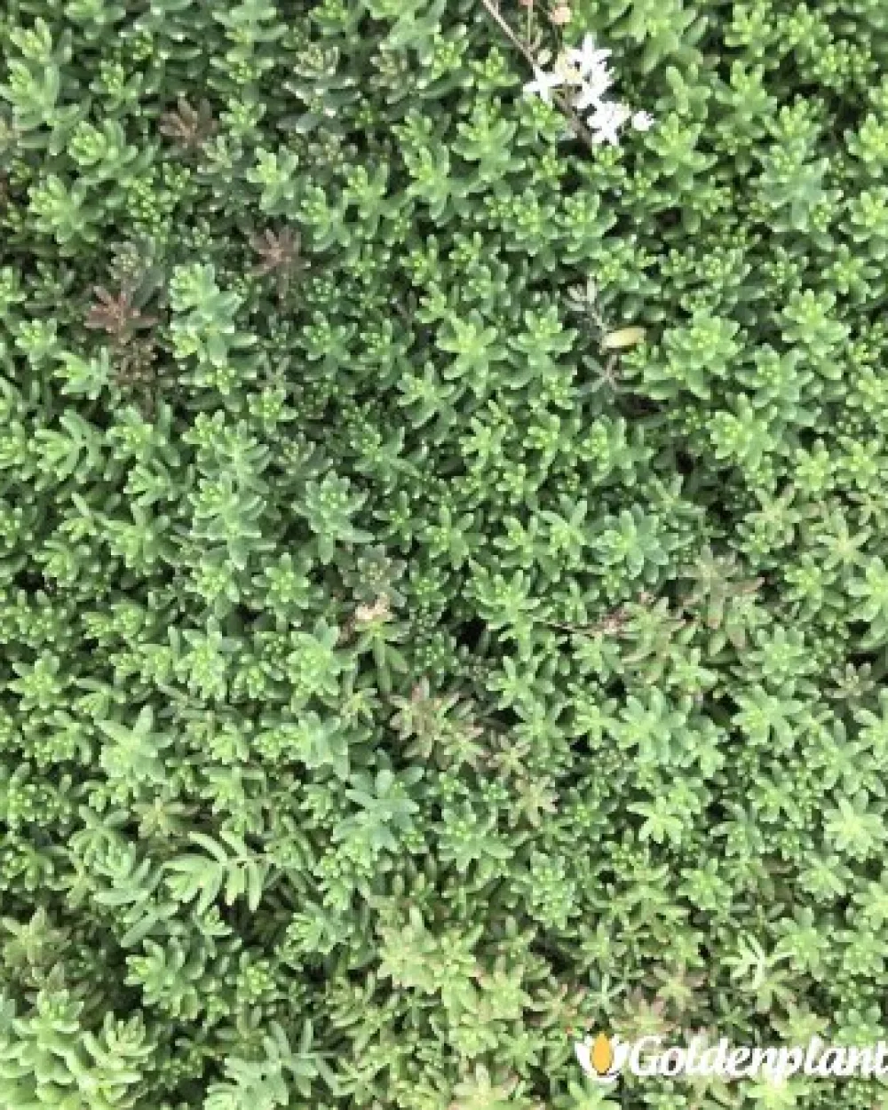 Седум green carpet зелен · растение за двора