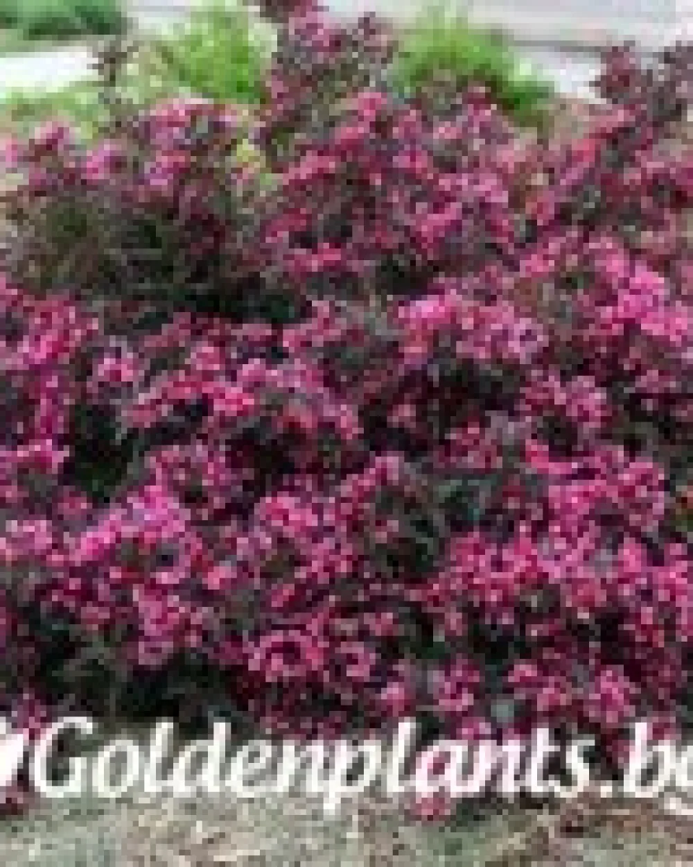 Вайгела florida Purpurea · декоративен вид