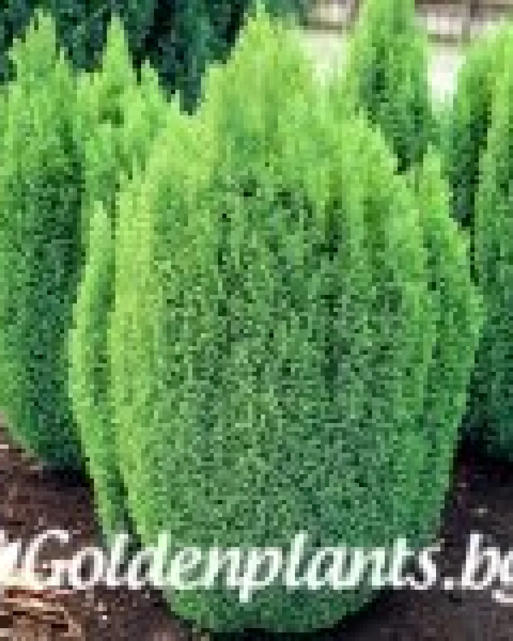 Лъжекипарис Ellwood and ’s Gold · декоративен вид