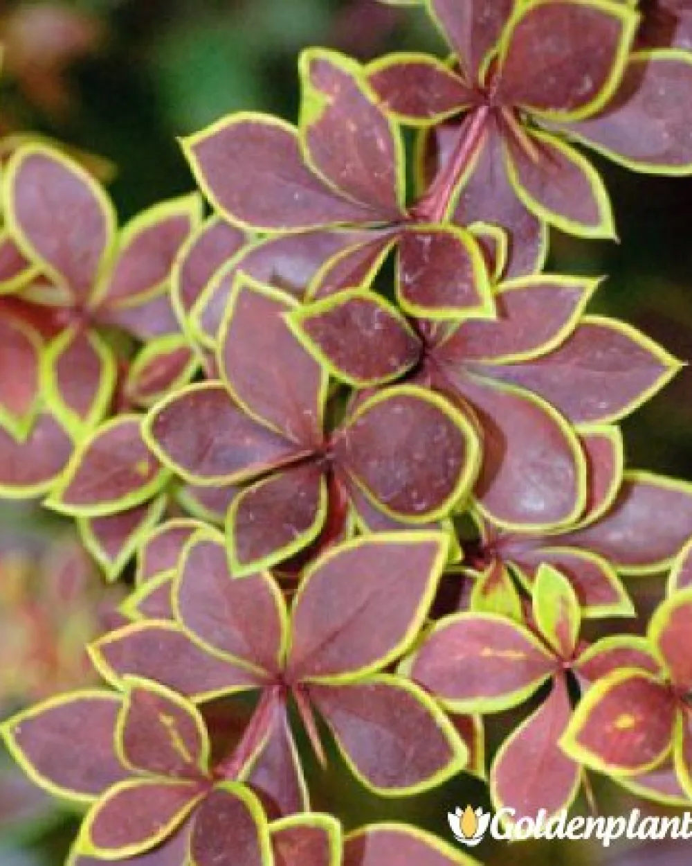 Берберис Golden Ring - 10-15 см · растение за плет