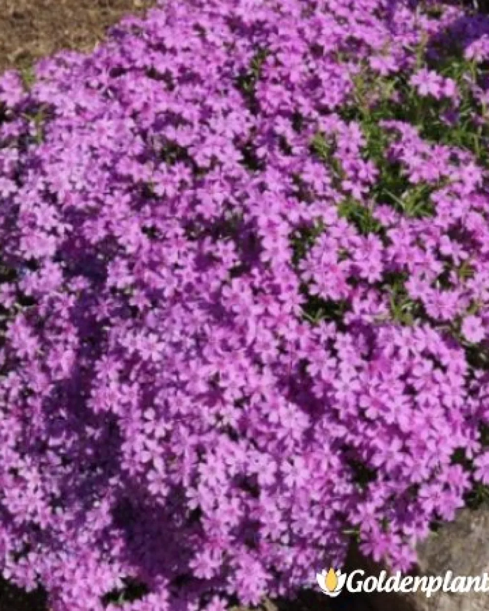 Алпийски Флокс Purple Beauty · растение за двора