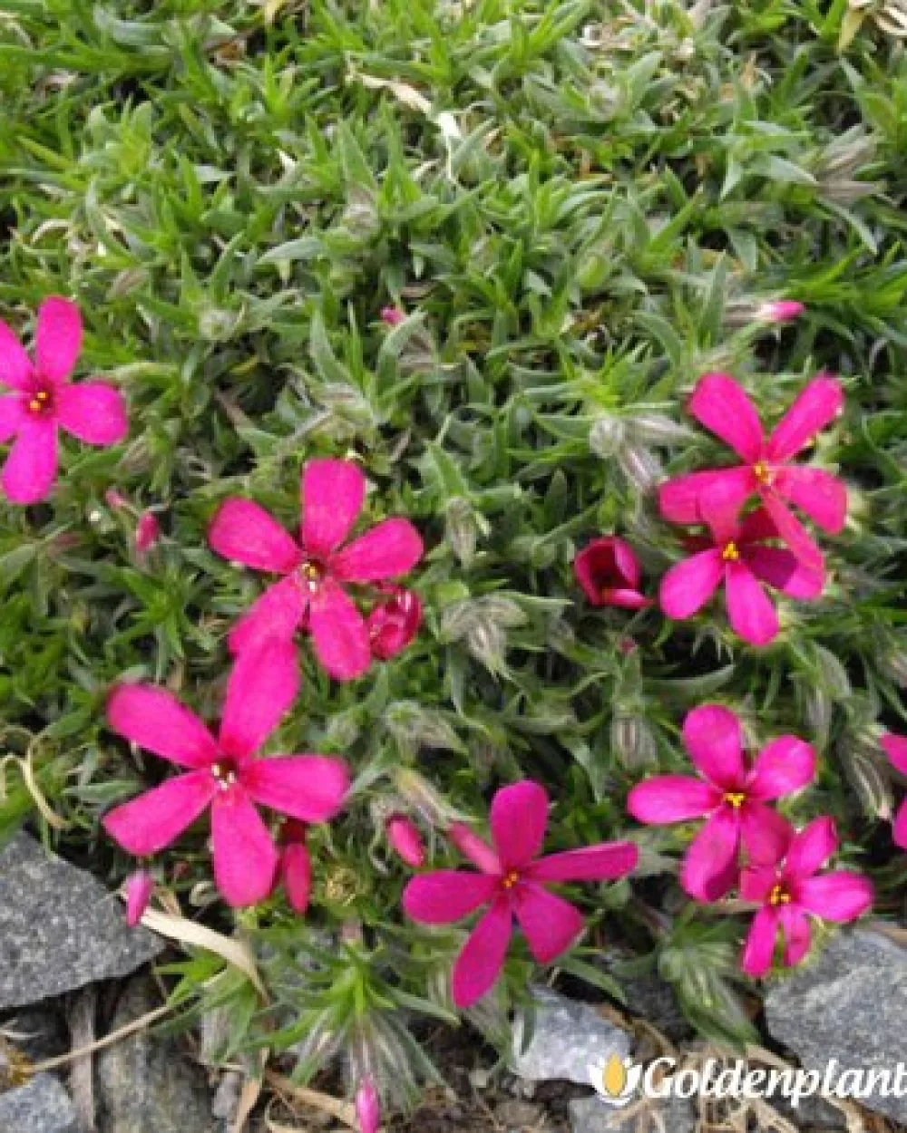 Алпийски Флокс Цикламено червен / Phlox (D) Ochsenblut · растение за двора