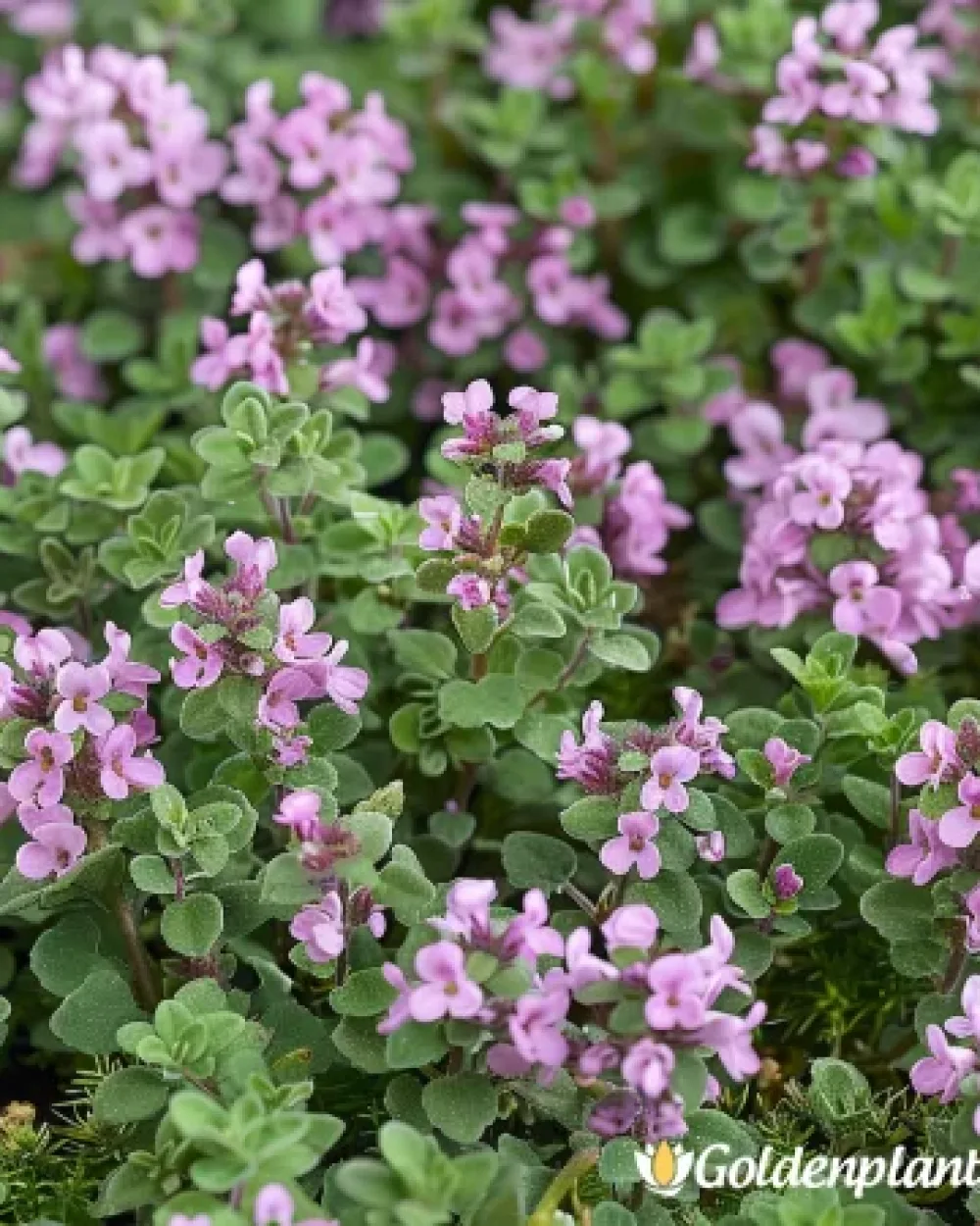 Елфин, мащерка