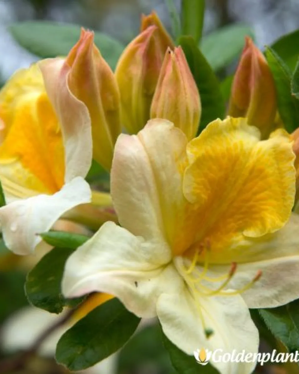 Тукан · азалия
