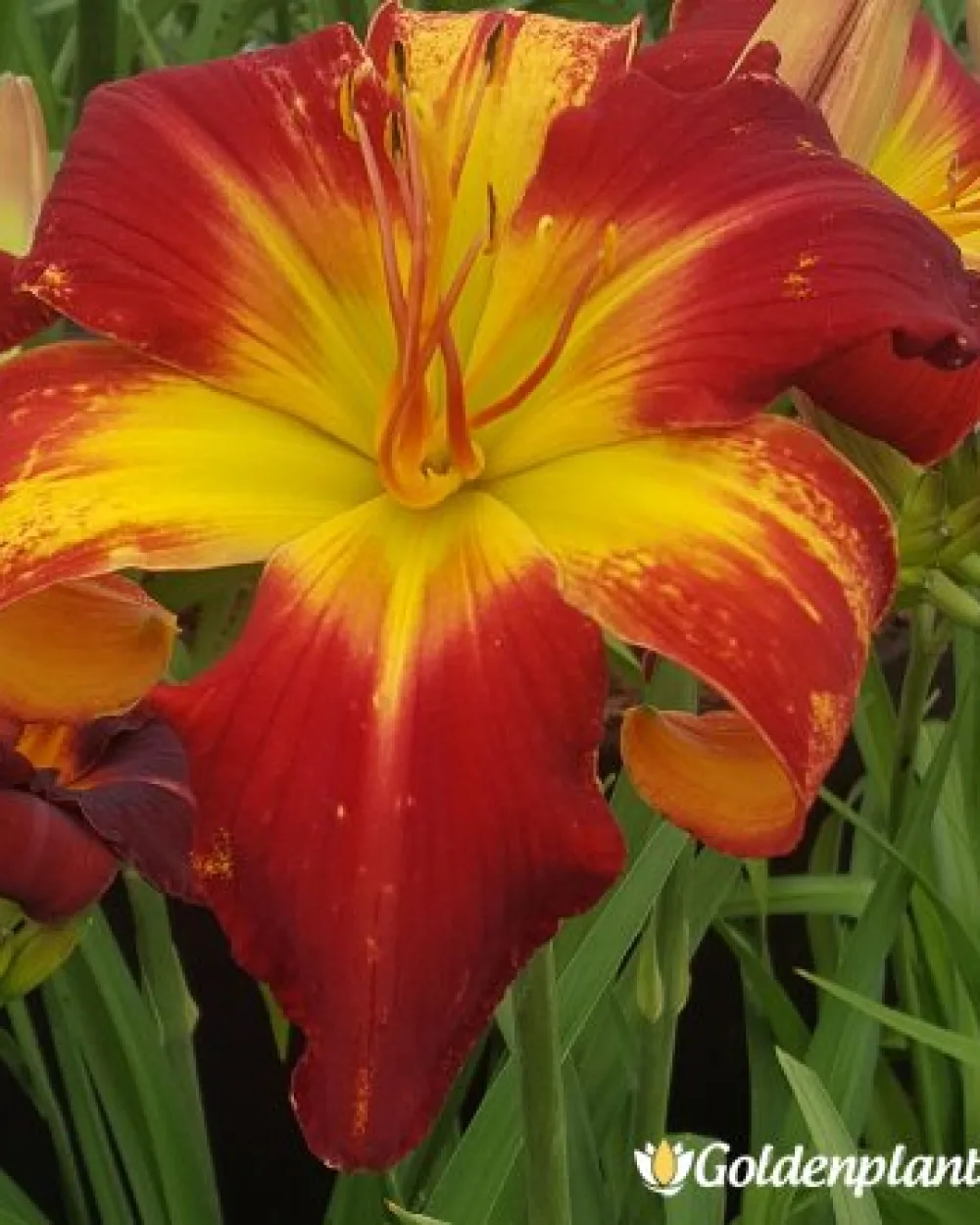 Хемерокалис /Hemerocallis · цвете за леха