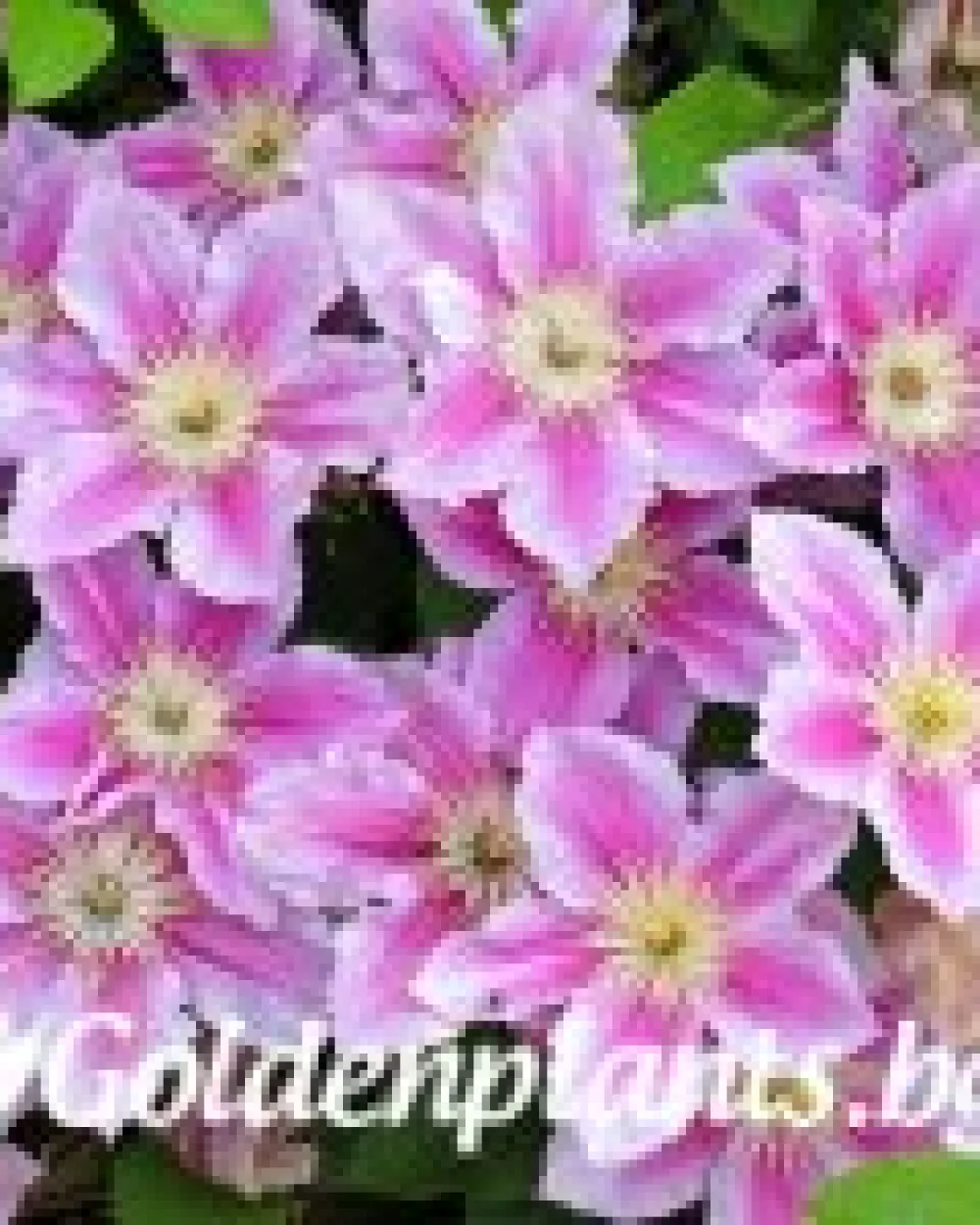 Клематис: Пилу