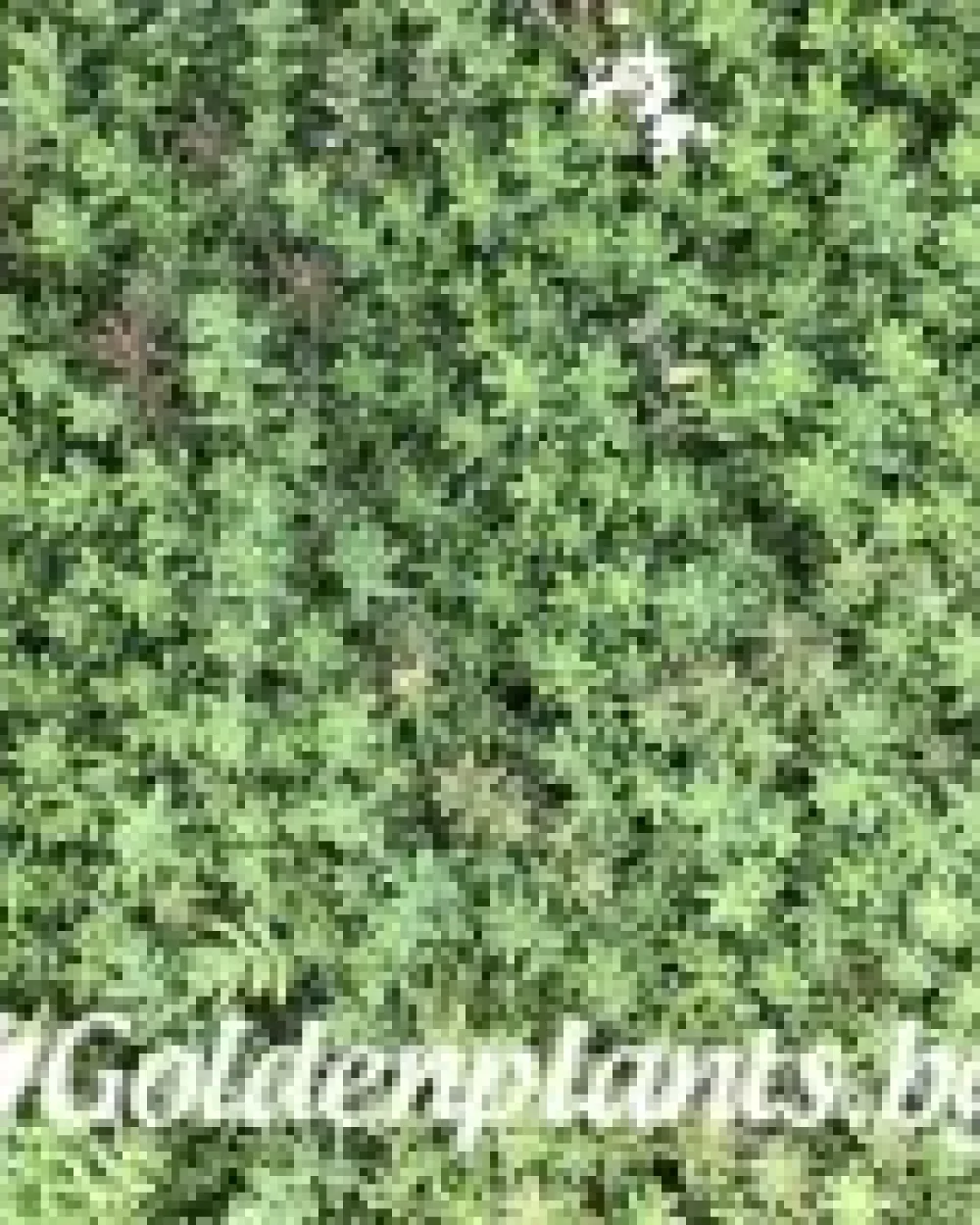 Седум green carpet зелен · растение за двора
