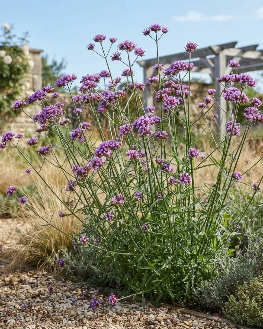 Вербена Бонариензис, verbena