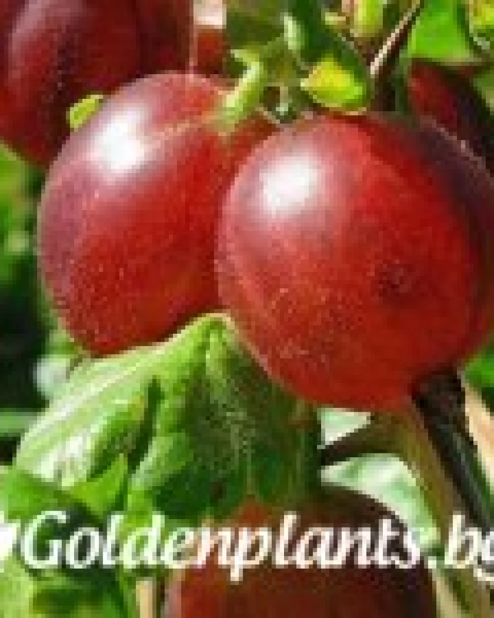 Неслуховски · цариградско грозде