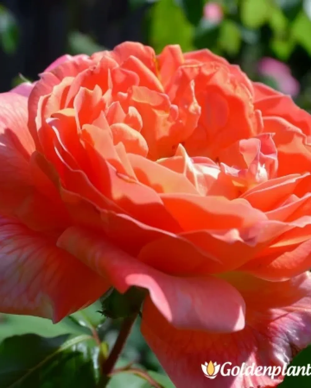 Слънчеви Искри · роза (гол корен)