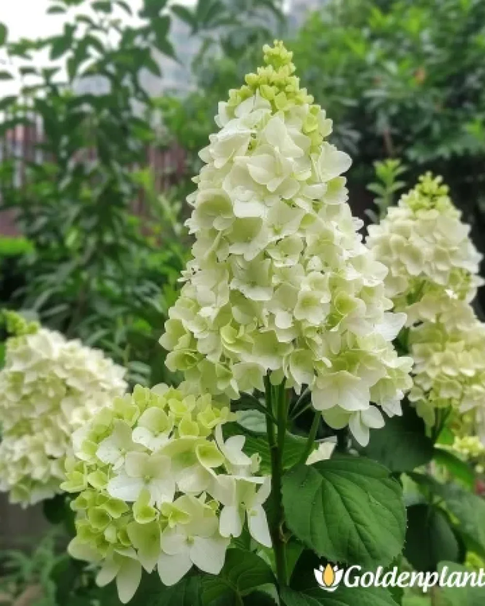 Херкулес · хортензия