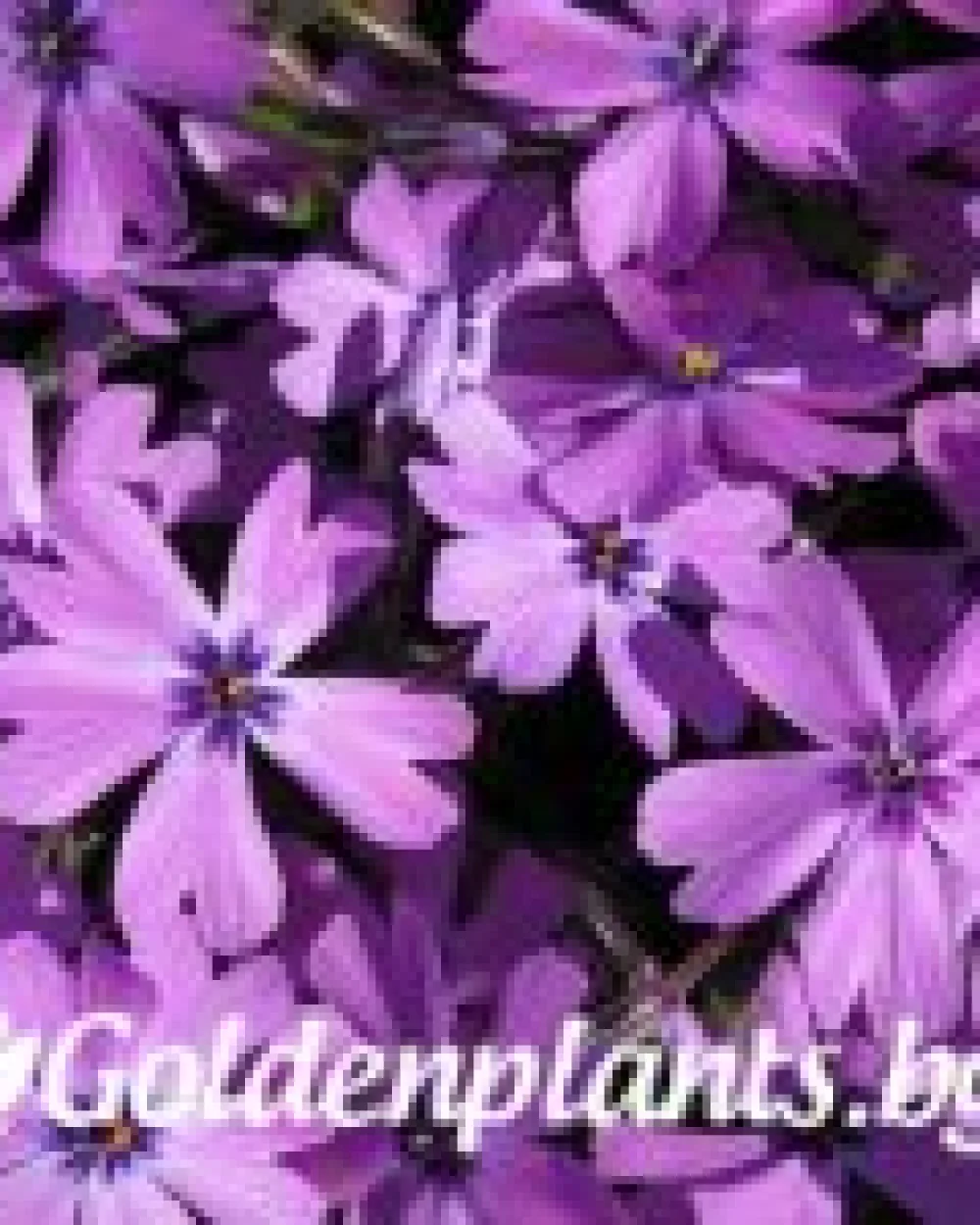 Алпийски Флокс Purple Beauty · растение за двора