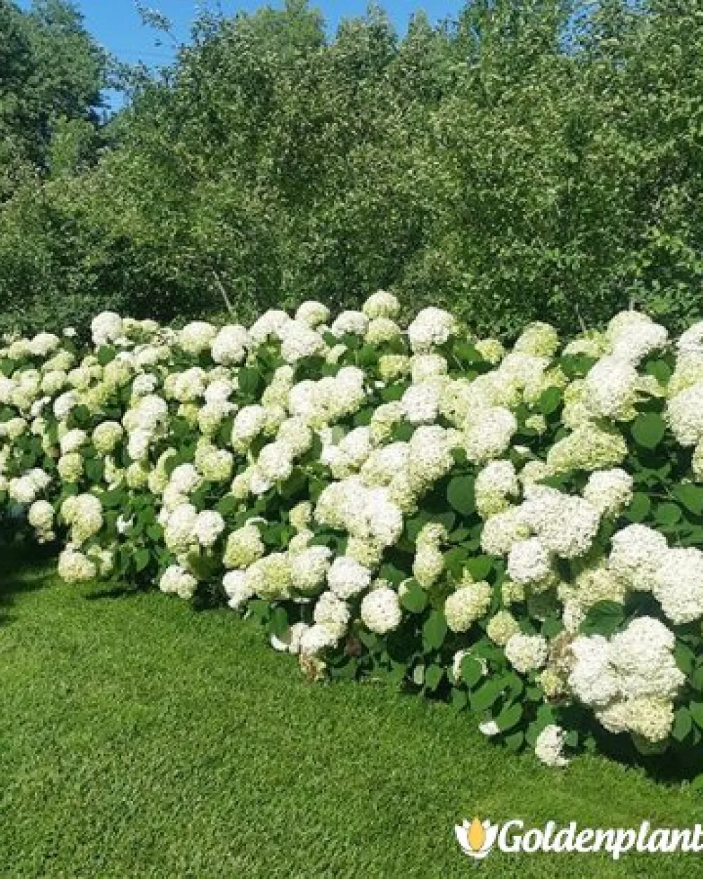 Хортензия бяла · декоративен вид
