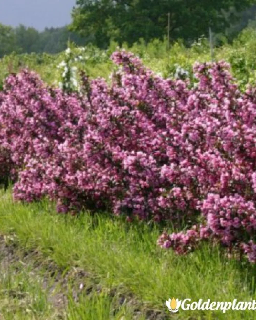 Вайгела florida Purpurea · декоративен вид