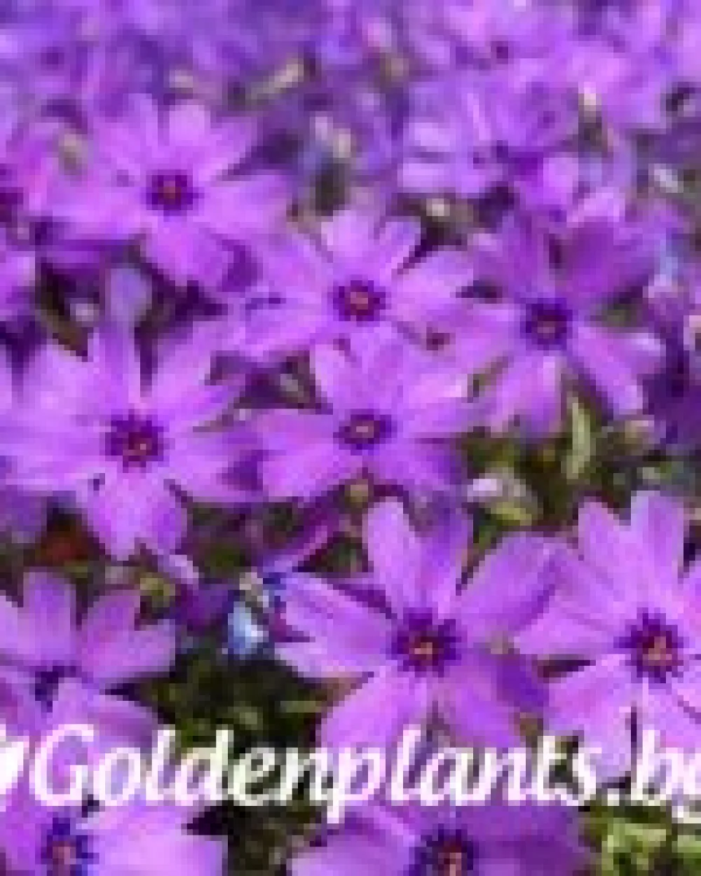 Алпийски Флокс Purple Beauty · растение за двора
