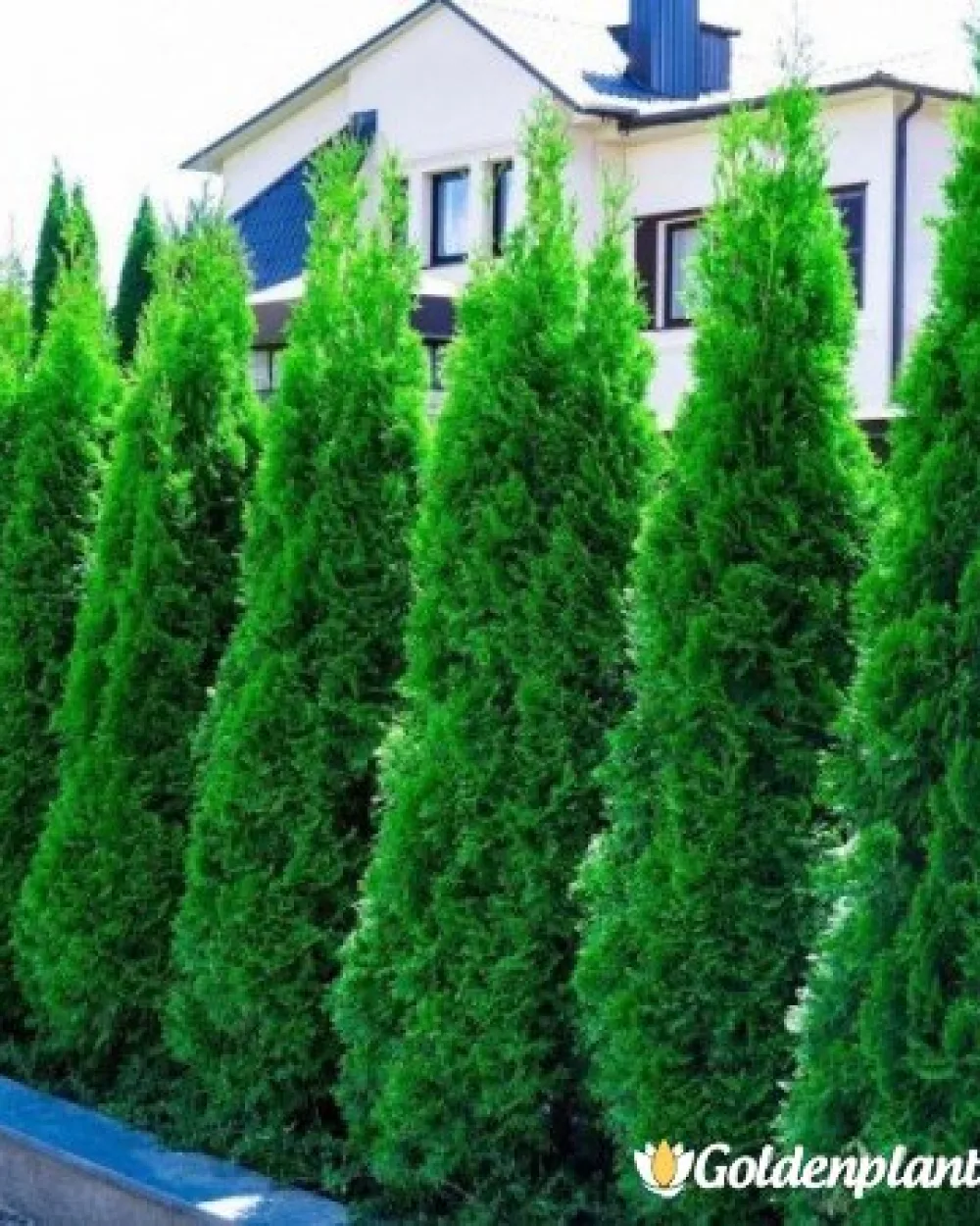 Туя смарагд 30-40см · декоративен вид