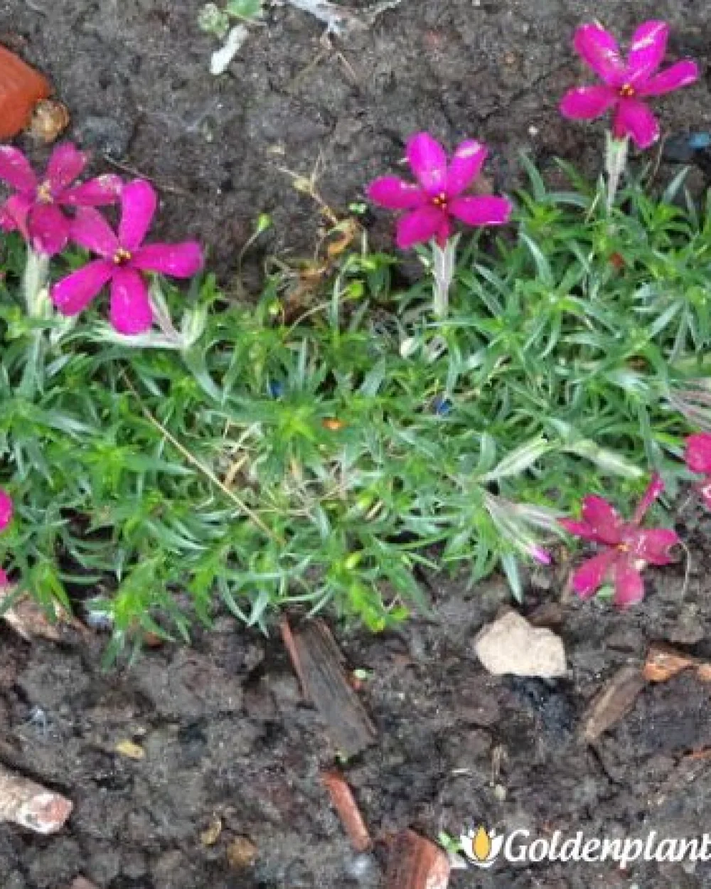 Алпийски Флокс Цикламено червен / Phlox (D) Ochsenblut · растение за двора
