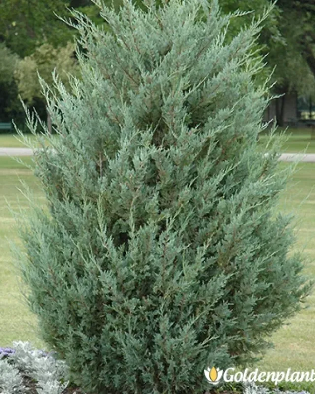Лунно Сияние, юниперус