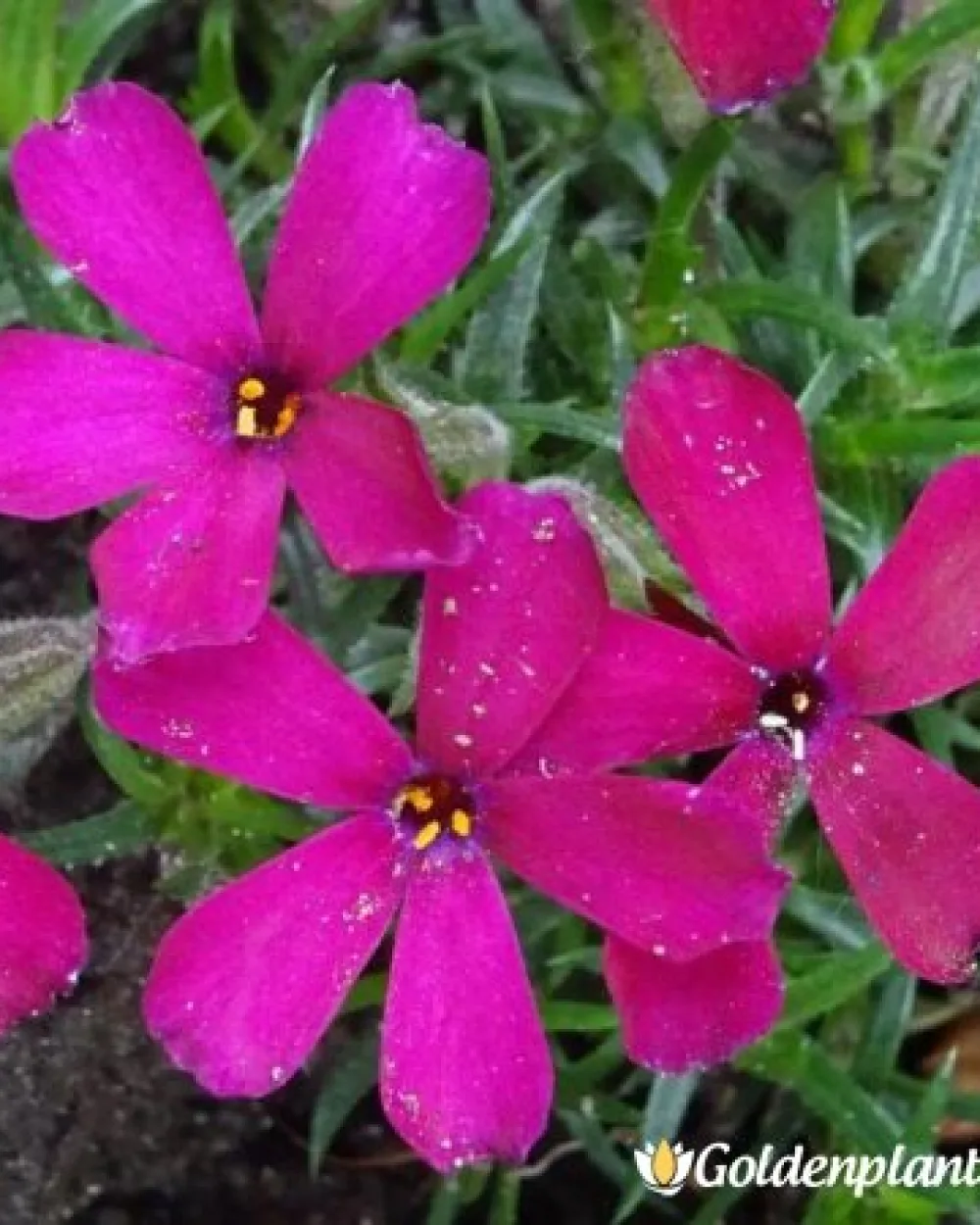 Алпийски Флокс Цикламено червен / Phlox (D) Ochsenblut · растение за двора