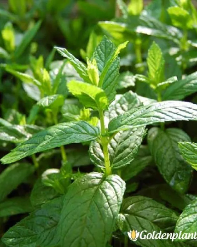 Мента Zitronen Mint · растение за двора