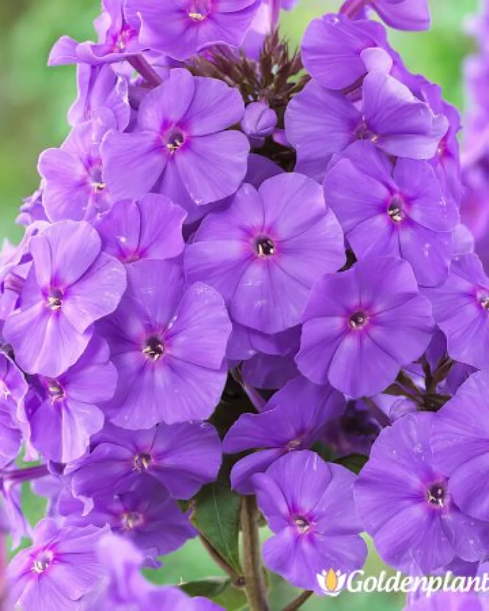 Флокс: Аметист