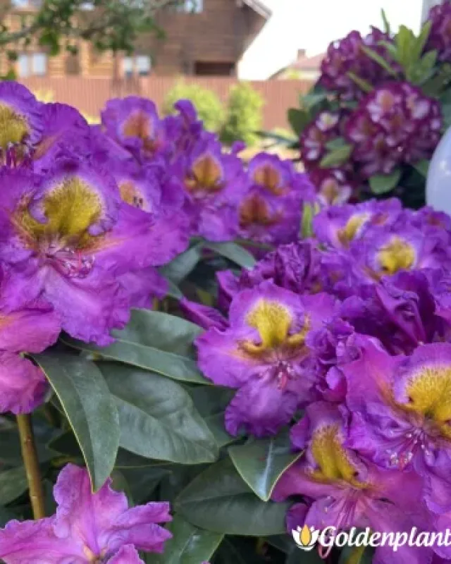 Рододендрон: Магическо Око