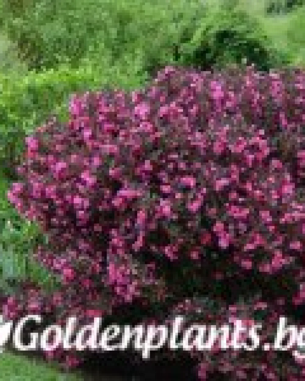 Вайгела florida Purpurea · декоративен вид