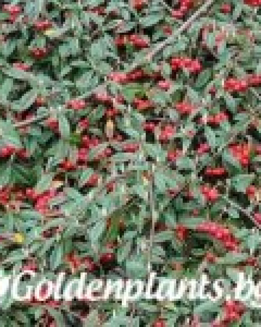 Котонеастър Salicifolia · растение за плет