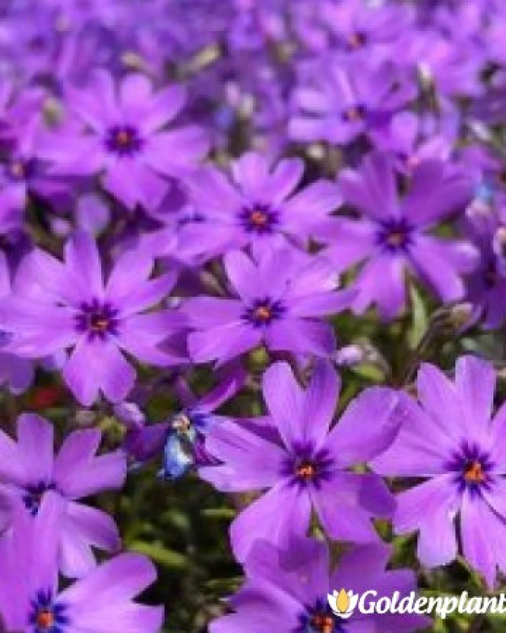 Алпийски Флокс Purple Beauty · растение за двора