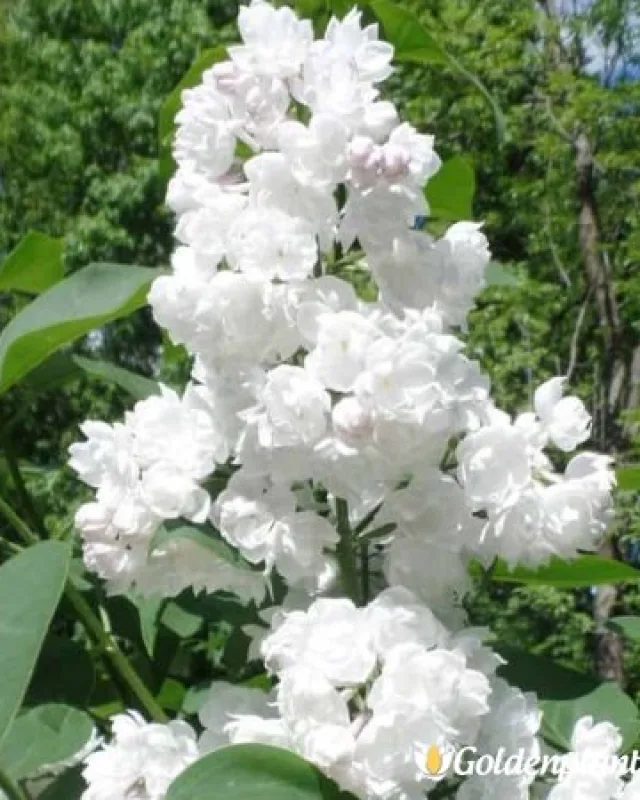 Спомен за Колесниково, люляк